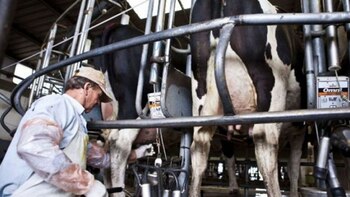 El mercado lácteo argentino cayó