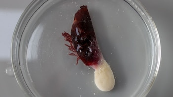 Percebe Anelasma squalicola, un organismo que vive adherido al cuerpo de tiburones de aguas profundas y obtiene nutrientes directamente de su hospedero.