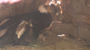 Yastay nació en la Reserva