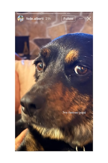 Cómo es la nueva vida de Tito, el perro que encontró Ricardo Darín en la calle y lo llevó a un programa