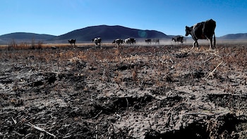 Fedegán pide plan urgente al Gobierno por El Niño: reportan casi 10.000 reses muertas y pérdidas millonarias en el sector