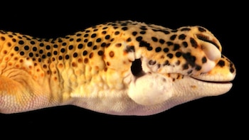 Gecko Lemon frost