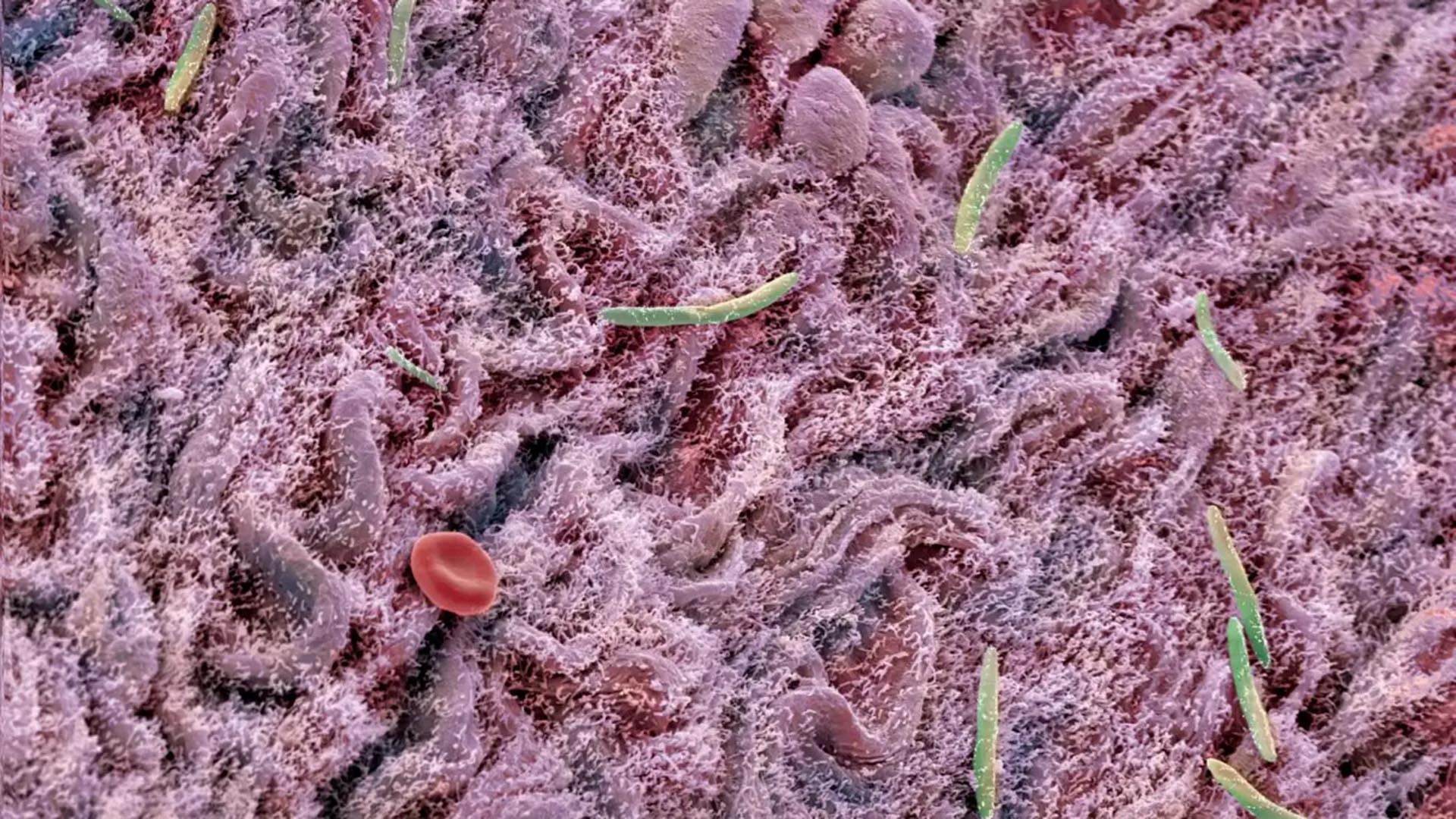 El revestimiento intestinal de un ratón, con varias bacterias (verde) y un glóbulo rojo (rojo)(IKELOS GmbH/Dr. Christopher B. Jackson/Science Photo Library)