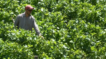 La industria de los vinos