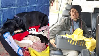 Los animales y su cuidadora