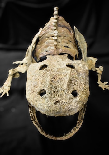 Una investigación en Texas dio