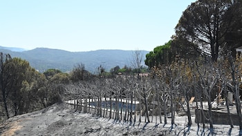 Alianza Verde pide prohibir la caza en las zonas afectadas por los incendios y priorizar la recuperación de ecosistemas