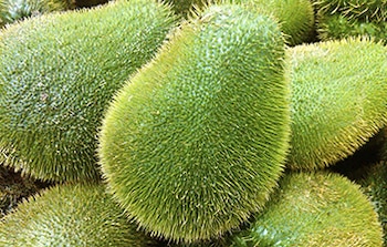 Debido a la falta de