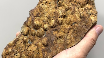 Identificados en la Sierra Norte fósiles marinos de hace 460 millones de años, los más antiguos de la C. de Madrid