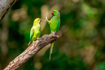 Social distance, please!, de Petr