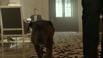 Dos perros pitbulls le dieron