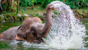 Elefante de Bali Zoo