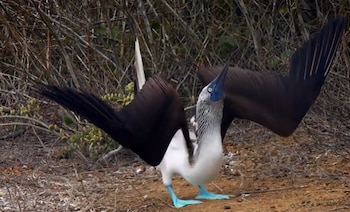Un piquero de patas azules en el suelo con las alas extendidas hacia arriba, el pico elevado y sus patas de color azul brillante