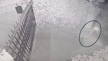 Una imagen de vigilancia monocromática y granulada muestra una valla oscura en primer plano y abundante vegetación al fondo. Un punto de luz brilla a la derecha