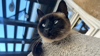 Video muestra el momento en