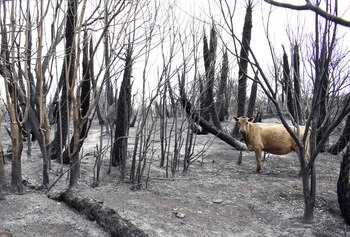 Desde 2002 hasta 2016, unas
