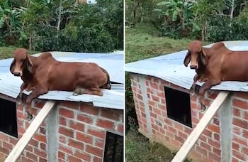 En este caso el animal