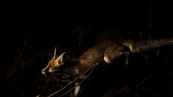 Lo humano, la naturaleza y