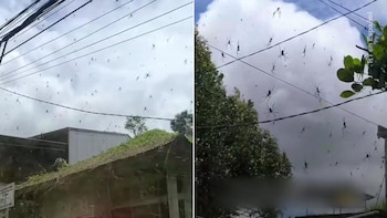 Telaraña gigante cubre una isla,