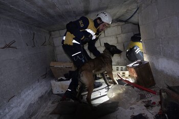 Un perro ayuda a buscar