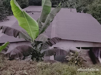 La ceniza del volcán de Fuego puede dañar cultivos, afectar la producción de café y poner en riesgo a los animales si contamina agua y alimentos.