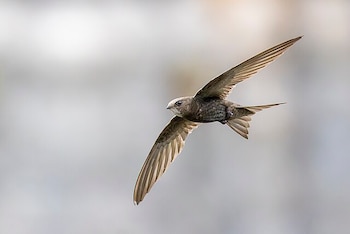 Vencejo común. (Alexis Lours/Wikimedia Commons)