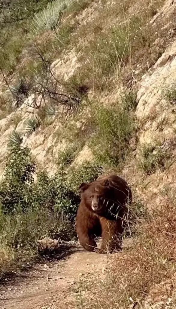 Según el canal local NBCLA, la maniobra del excursionista —consistente en retroceder sin perder de vista al animal y sin correr— coincidió con las recomendaciones de la agencia federal National Park Service (NPS).