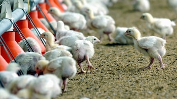 Menos antibióticos, más equilibrio: exploran caminos naturales en la producción avícola