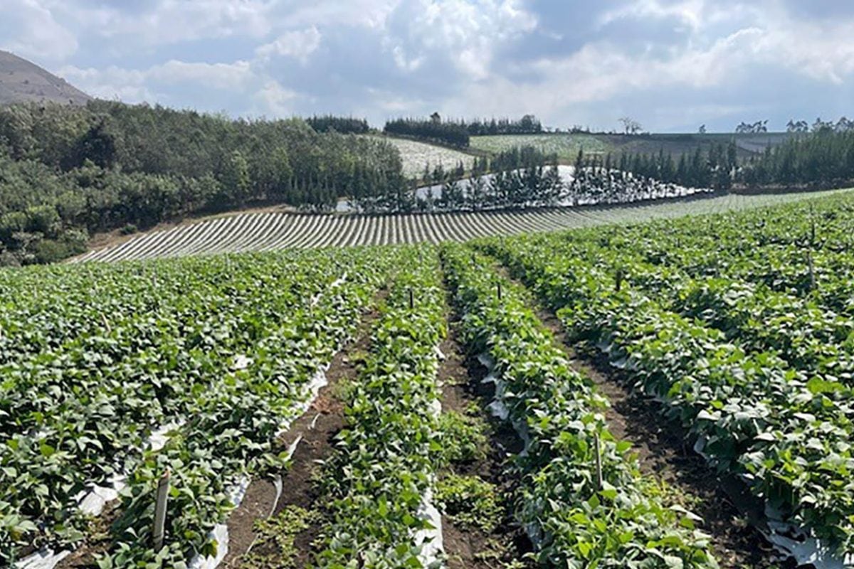 Una llanura de marea anegada de barro y agua turbia se extiende ante una hilera de vegetación densa. (Ministerio de Agricultura, Ganadería y Alimentación )