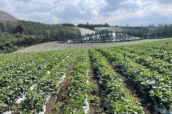 Terreno cubierto de barro y agua estancada con vegetación rala en primer plano y árboles al fondo