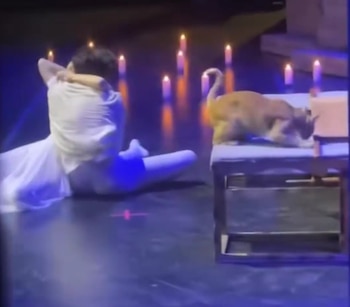 Un gato de color naranja irrumpe en un escenario durante una función del ballet Romeo y Julieta en Izmir, Turquía. El felino se acerca a un bailarín vestido de blanco que yace inmóvil en el suelo. Una segunda bailarina, también vestida de blanco, continúa su actuación mientras el animal permanece en escena. Las imágenes muestran al gato interactuando con la cabeza del bailarín y luego de pie sobre el escenario. Este evento, capturado en un teatro al aire libre, provocó la risa y el aplauso del público asistente.