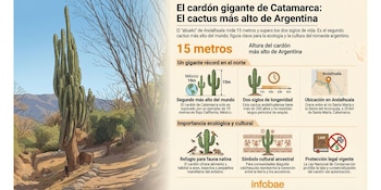 El “abuelo” es objeto de estudios científicos e investigaciones sobre adaptación vegetal al cambio climático (Imagen Ilustrativa Infobae)