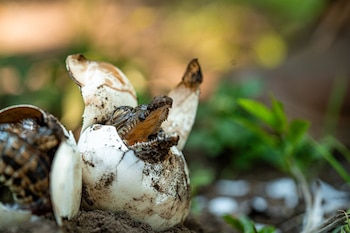 El rescate y traslado de huevos de cocodrilo americano buscó protegerlos de inundaciones, depredadores y cacería furtiva en El Salvador. (Cortesía: Ministerio de Medio Ambiente)