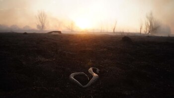 Al ser invierno, los reptiles