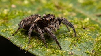 Primer plano de una araña saltarina de cuerpo oscuro y velloso apoyada sobre una hoja verde con musgo.