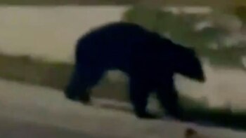 Como si estuviera jugando, el