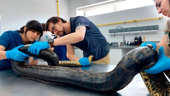 Una anaconda amarilla preñada encontrada