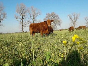 La agricultura regenerativa y circular