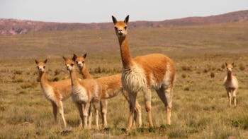 La vicuña, símbolo andino, pasó