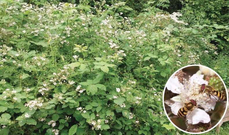 El aumento al doble de abejas melíferas se vinculó con una reducción del 14% en la abundancia de abejorros en los zarzales (Gentileza, estudio: Las abejas melíferas superan directamente a otros visitantes florales mediante la competencia por interferencia en recursos compartidos, publicado en Ecological Entomology)