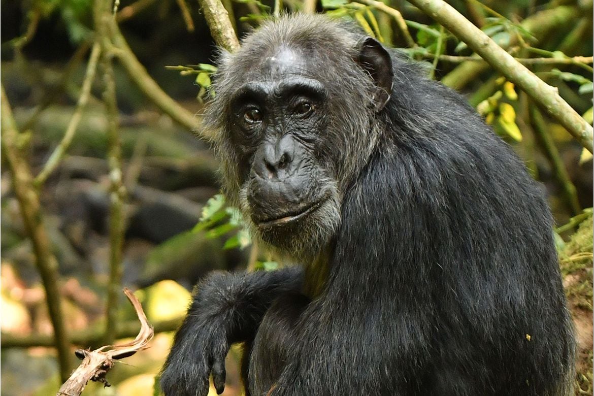El caso de Ngogo, comparable al conflicto de Gombe en los años setenta, ilustra cómo pueden emerger guerras y rivalidades en animales sociales complejos./Archivo Crédito: Proyecto Ngogo Chimpanzee