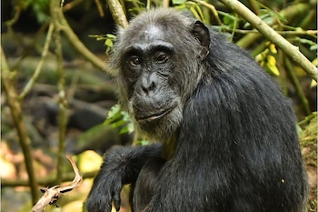 El caso de Ngogo, comparable al conflicto de Gombe en los años setenta, ilustra cómo pueden emerger guerras y rivalidades en animales sociales complejos./Archivo Crédito: Proyecto Ngogo Chimpanzee