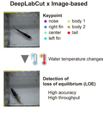 La investigación publicada en Scientific Reports busca medir de forma objetiva la tolerancia térmica de los peces con las herramientas DeepLabCut y ResNet34 (Gentileza: estudio Un sistema automatizado basado en DeepLabCut revela una diversa tolerancia a la temperatura entre cepas de medaka y especies relacionadas de Oryzias, publicado en Scientific Reports)