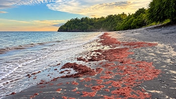 Investigan la acumulación de algas rojas en playas panameñas