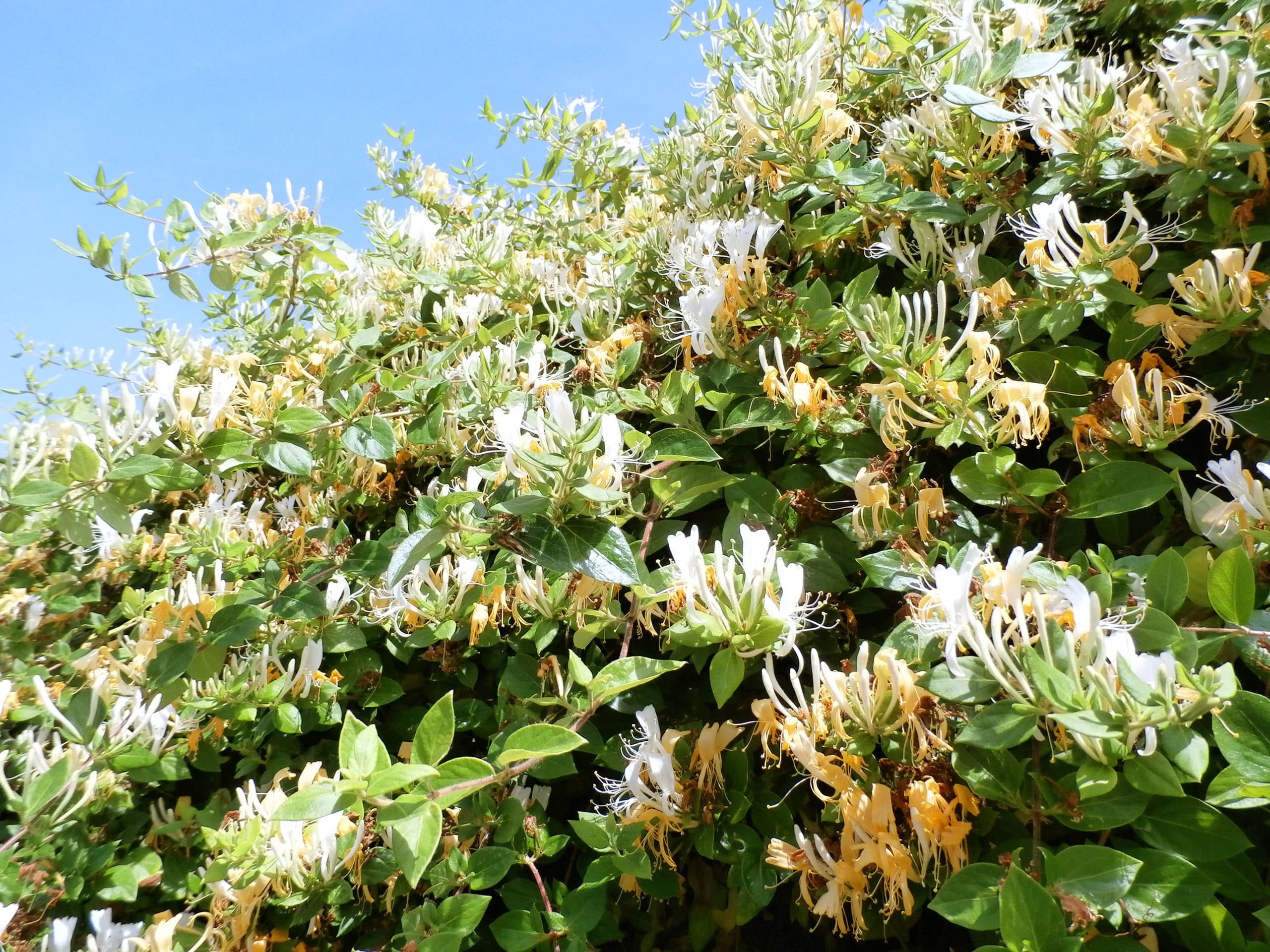 Sus flores blancas y amarillas decoran muros y pérgolas durante la primavera y el verano (Houzz)