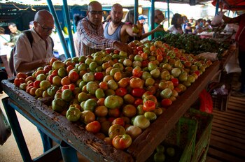 Un comprador adquiere tomates en