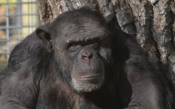 El traslado fue autorizado luego de informes técnicos que confirmaron que Toti está en condiciones de afrontar un viaje internacional planificado (Fundacion Franz Weber)