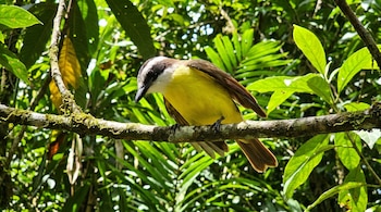 Un ave de pecho amarillo y dorso pardo se sostiene en una rama delgada con musgo entre hojas verdes al fondo.