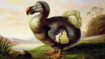 El dodo es uno de
