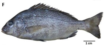 Uruguay comienza a encontrar al